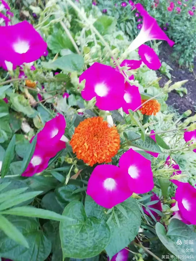 儿歌精选9：小小牵牛花